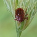 Asian Longhorned Tick - Photo (c) Maurice, some rights reserved (CC BY-NC), uploaded by Maurice