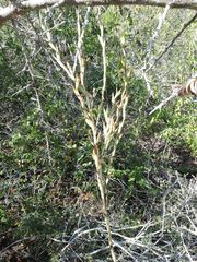 Tillandsia huamelulaensis