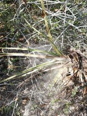 Tillandsia huamelulaensis