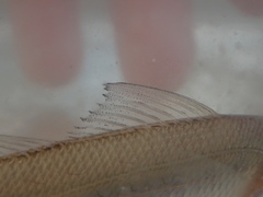Sillago asiatica