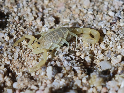 Gracile Lesser-Thicktail Scorpion