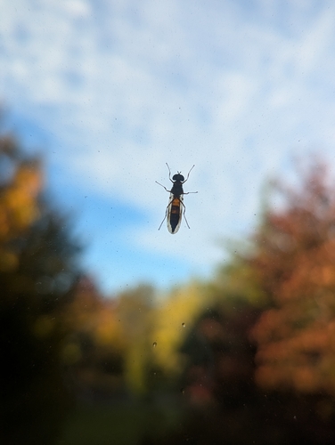 Unknown species found near University Dr at Ring Rd, Oak Bay, BC V8N 4V3, Canada