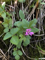 Rubus arcticus acaulis