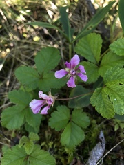 Rubus arcticus acaulis