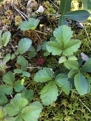 Rubus arcticus acaulis