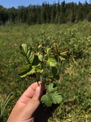 Rubus arcticus acaulis