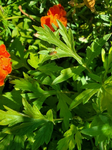 Unknown species found near Maryland, US