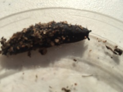 Belocaulus angustipes