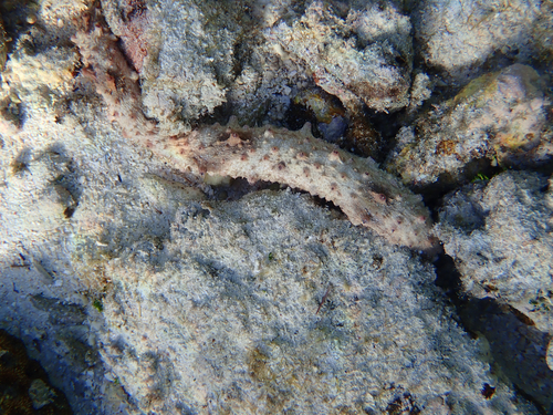 Holothuria pervicax observed 2025-10-16
