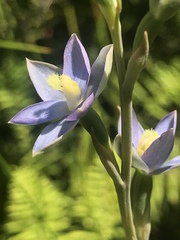 Thelymitra circumsepta