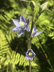 Thelymitra circumsepta