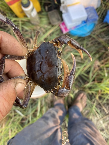 Nile River Crab