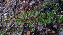 Ceanothus gloriosus exaltatus