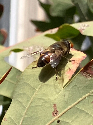 Unknown species found near Reservoir Ave, Ithaca, NY, US