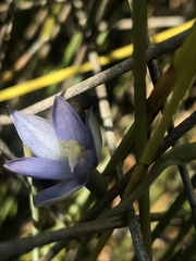 Thelymitra circumsepta