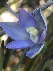 Thelymitra circumsepta