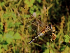 Trithemis pallidinervis
