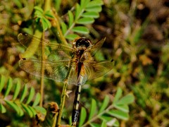 Trithemis pallidinervis