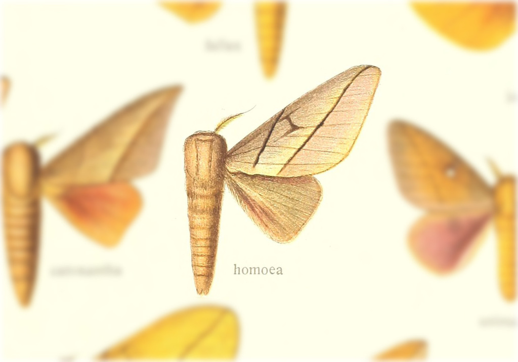 Citioica homoea