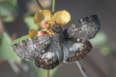 Chiomara georgina pelagica
