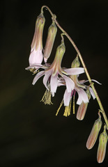 Nabalus autumnalis