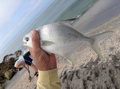 Trachinotus carolinus