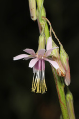 Nabalus autumnalis