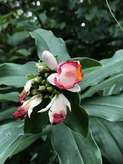 Costus lucanusianus