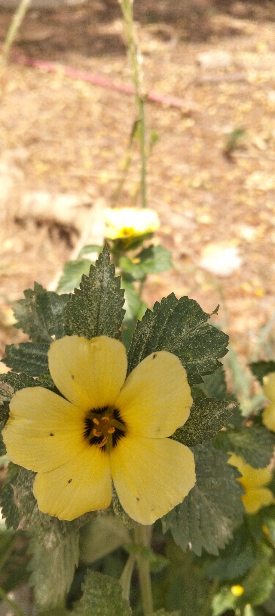 Turnera subulata