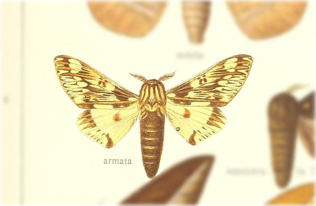 Citheronula armata