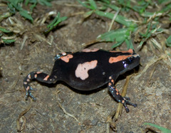 Somali Rubber Frog photo 4