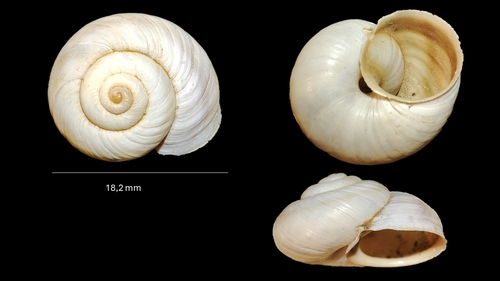 Vidovicia caerulans