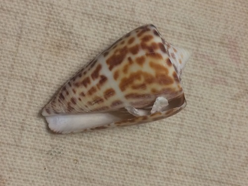 Conus spurius image