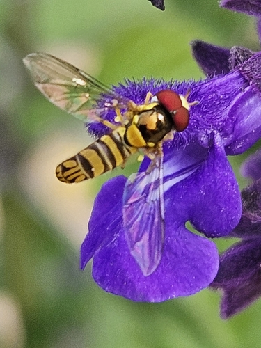 Unknown species found near Ottawa, KS 66067, USA