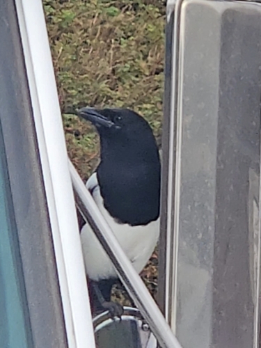 Black-billed Magpie