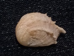 Bostrycapulus aculeatus image