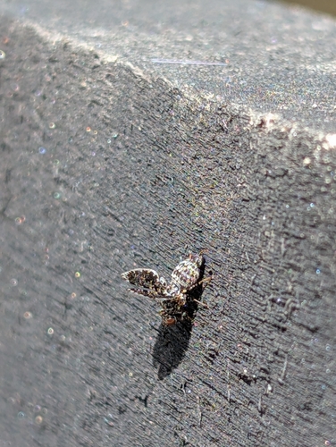 Unknown species found near Berea, KY, USA