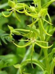 Habenaria novemfida