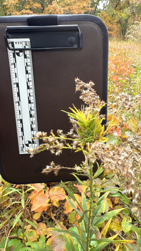 Unknown species found near 85th Ave NW, Fridley, MN, US