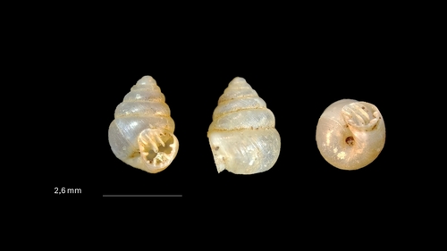 Odontocyclas kokeilii