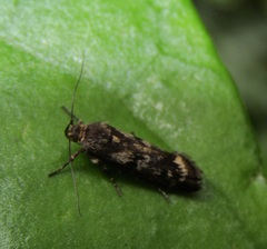 Hierodoris atychioides