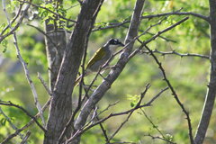 Phaenicophilus palmarum