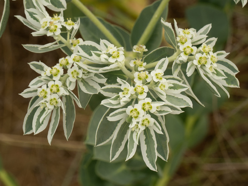 Euphorbia marginata
