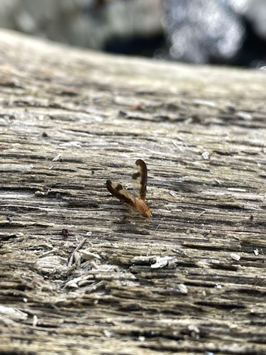 Unknown species found near Park Dr, Ellicott City, MD, US