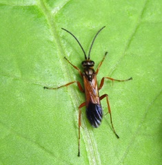 Priocnemis conformis