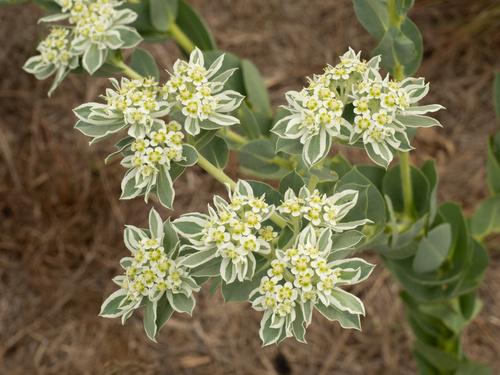 Euphorbia marginata