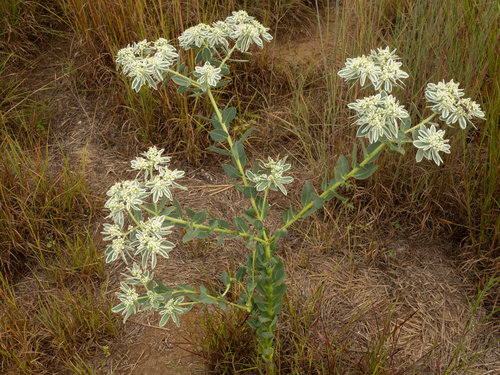 Euphorbia marginata