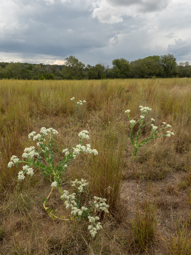 Euphorbia marginata