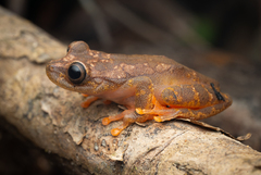 Tepui Tree Frog photo 2