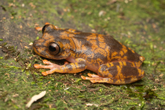 Tepui Tree Frog photo 4
